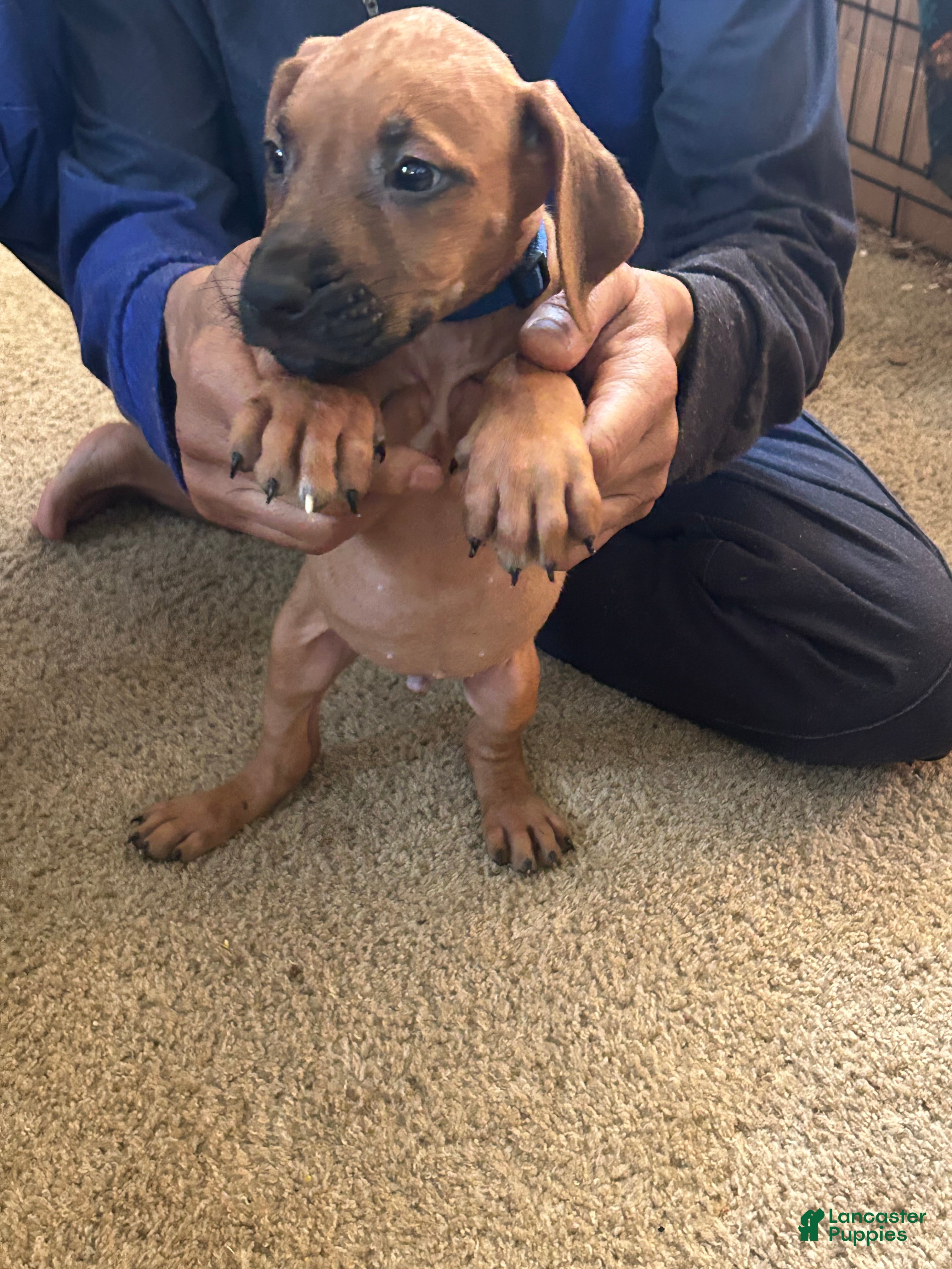 Rhodesian Ridgeback dogs Rhodesian Ridgeback Puppy 5 Dark Blue Collar  - Ad 26