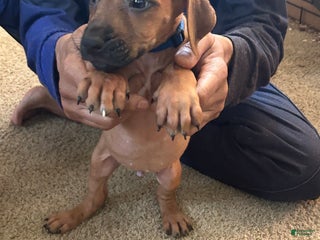 Rhodesian Ridgeback dogs Rhodesian Ridgeback Puppy 5 Dark Blue Collar - Ad 26