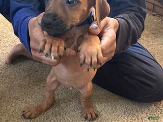 Rhodesian Ridgeback dogs Rhodesian Ridgeback Puppy 5 Dark Blue Collar - Ad 24