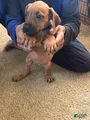 Rhodesian Ridgeback Puppy 5 Dark Blue Collar