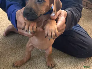 Rhodesian Ridgeback dogs Rhodesian Ridgeback Puppy 5 Dark Blue Collar - Ad 9