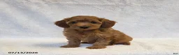 Mini Goldendoodle dogs for sale: Buster - Ad 1