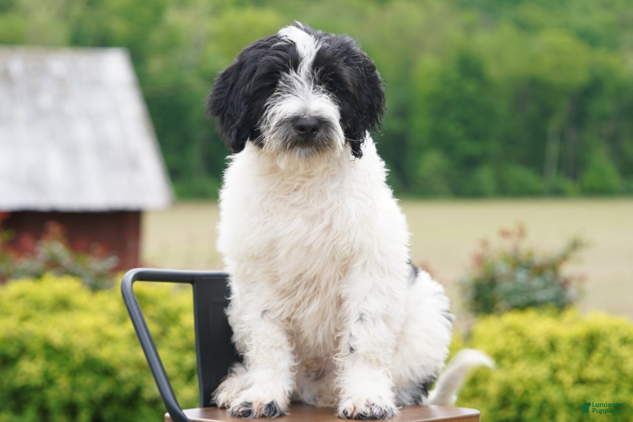 Portuguese Water Dog dogs Kyler - Ad 1