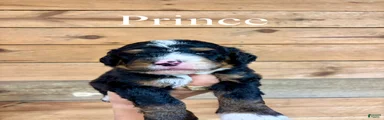 Prince