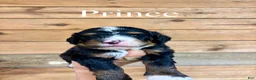 Bernedoodle dogs for sale: Prince - Ad 1