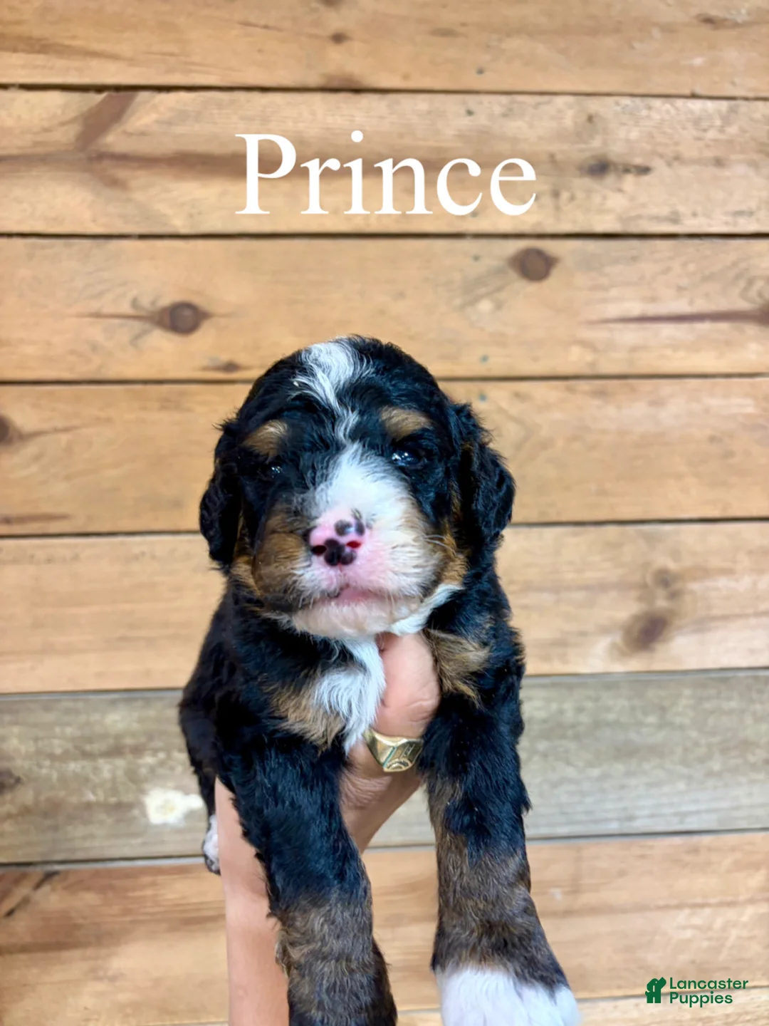 Bernedoodle dogs for sale: Prince - Ad 1