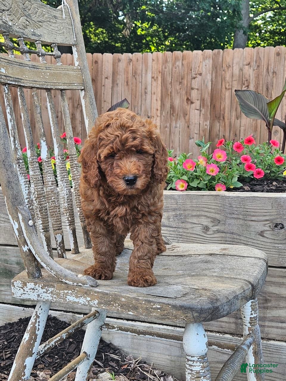 Mini Goldendoodle dogs Ginger  - Ad 2