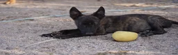 Dutch Shepherd dogs for sale: Dutchie Girl - Ad 2