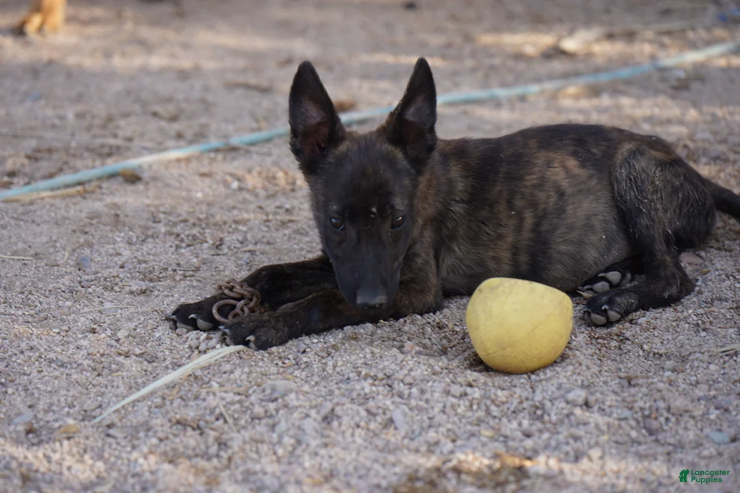 Dutch Shepherd dogs for sale: Dutchie Girl - Ad 2