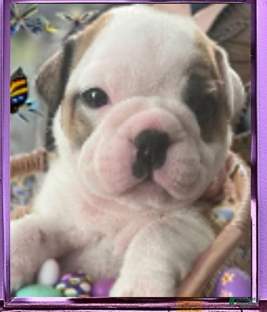 Gallery Image {{count}}