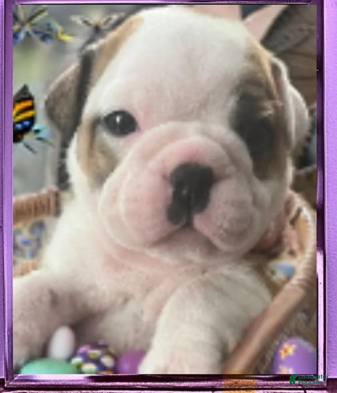 Gallery Image {{count}}