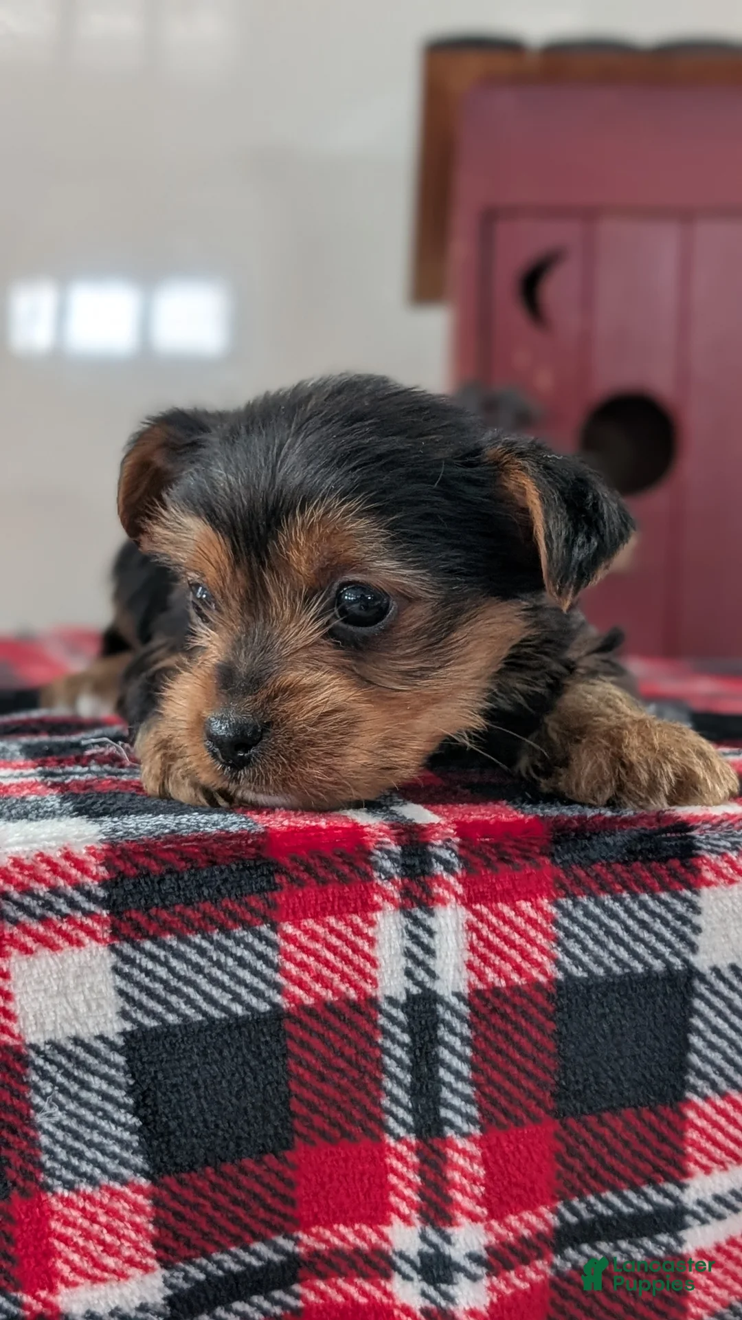 Yorkshire Terrier dogs for sale: Duke - Ad 3