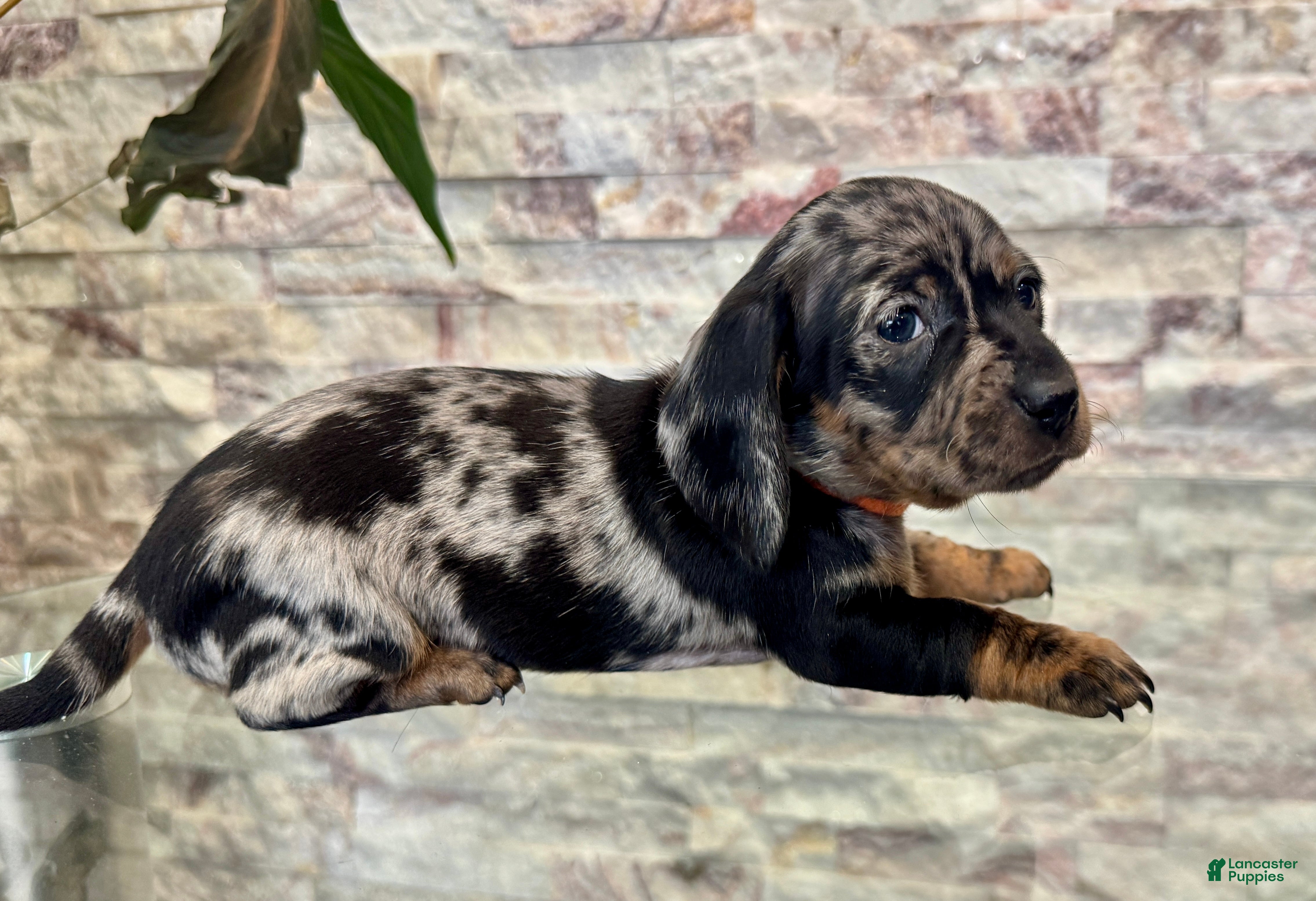 Miniature Dachshund dogs Miniature Dachshund Rosie [DNA Proof] - Ad 2