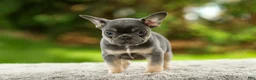 French Bulldog dogs for sale: Fancy - Ad 11