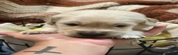 Golden Retriever dogs for sale: Red collar- Hercules  - Ad 3
