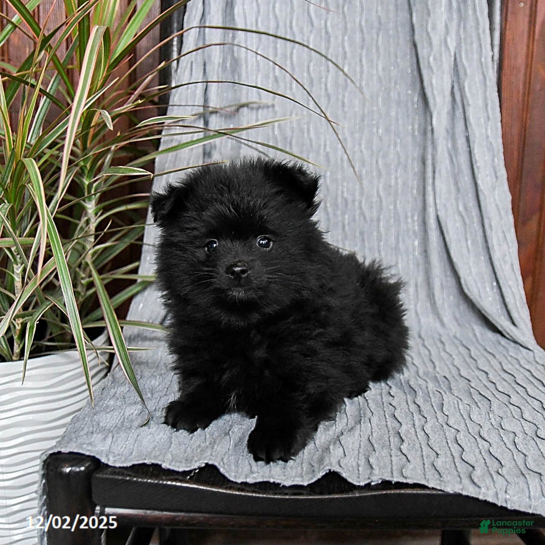 Pomeranian dogs for sale: Monty - Ad 3