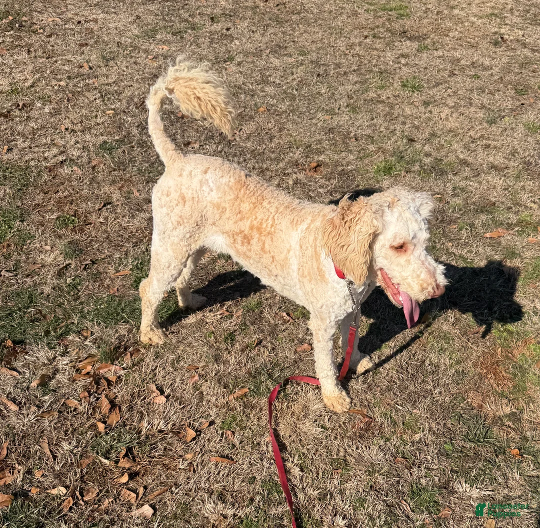Labradoodle dogs for sale: Labradoodle Waffles - Ad 3