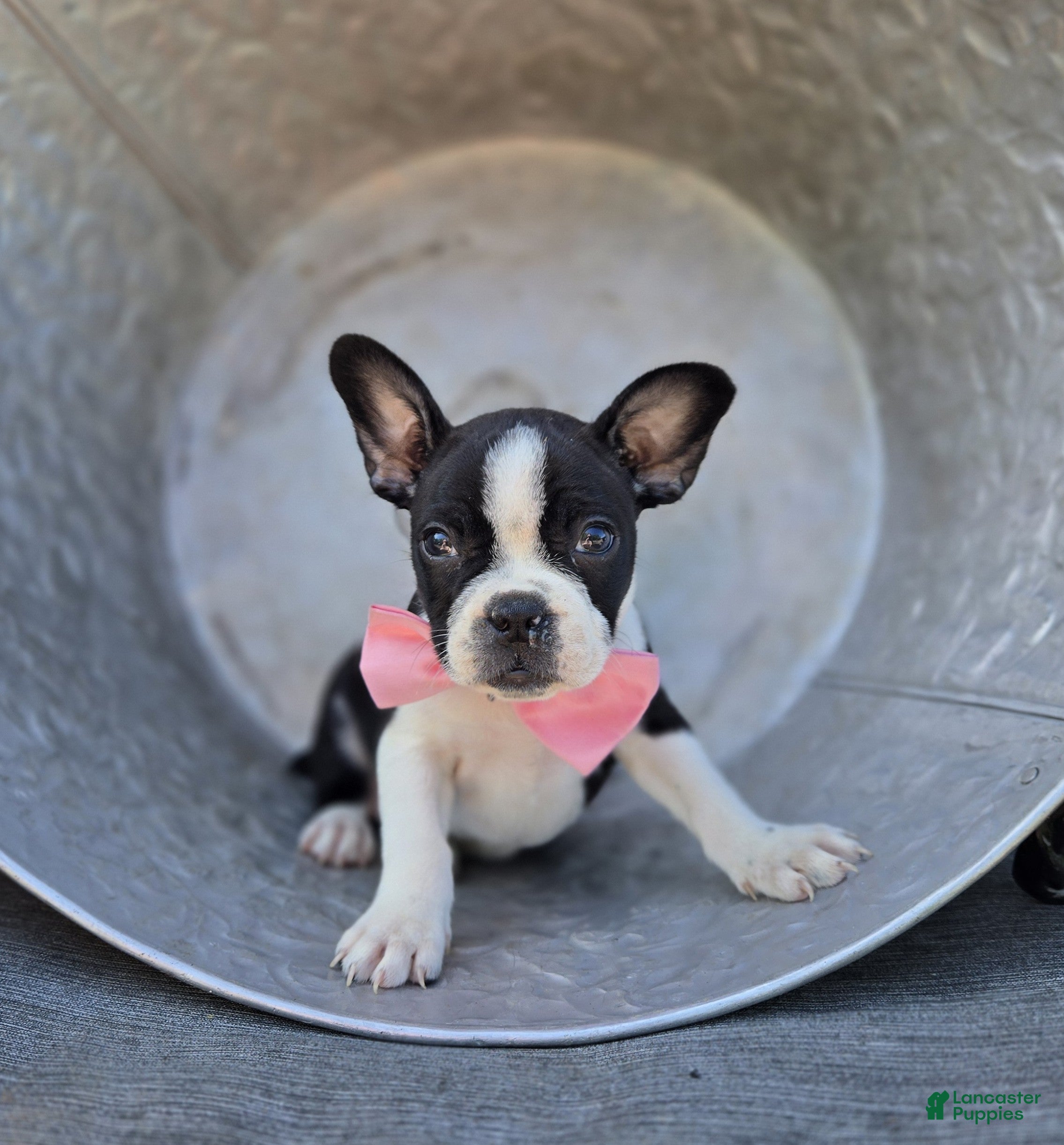 Boston Terrier dogs Dixie - Ad 1