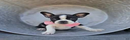 Boston Terrier dogs for sale: Dixie - Ad 1