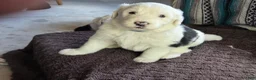 Sheepadoodle dogs for sale: Charlie  - Ad 4