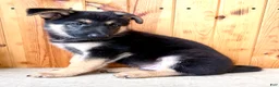 German Shepherd dogs for sale: Percy - Ad 5