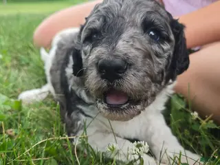 Newfypoo dogs Sprecher - Ad 8