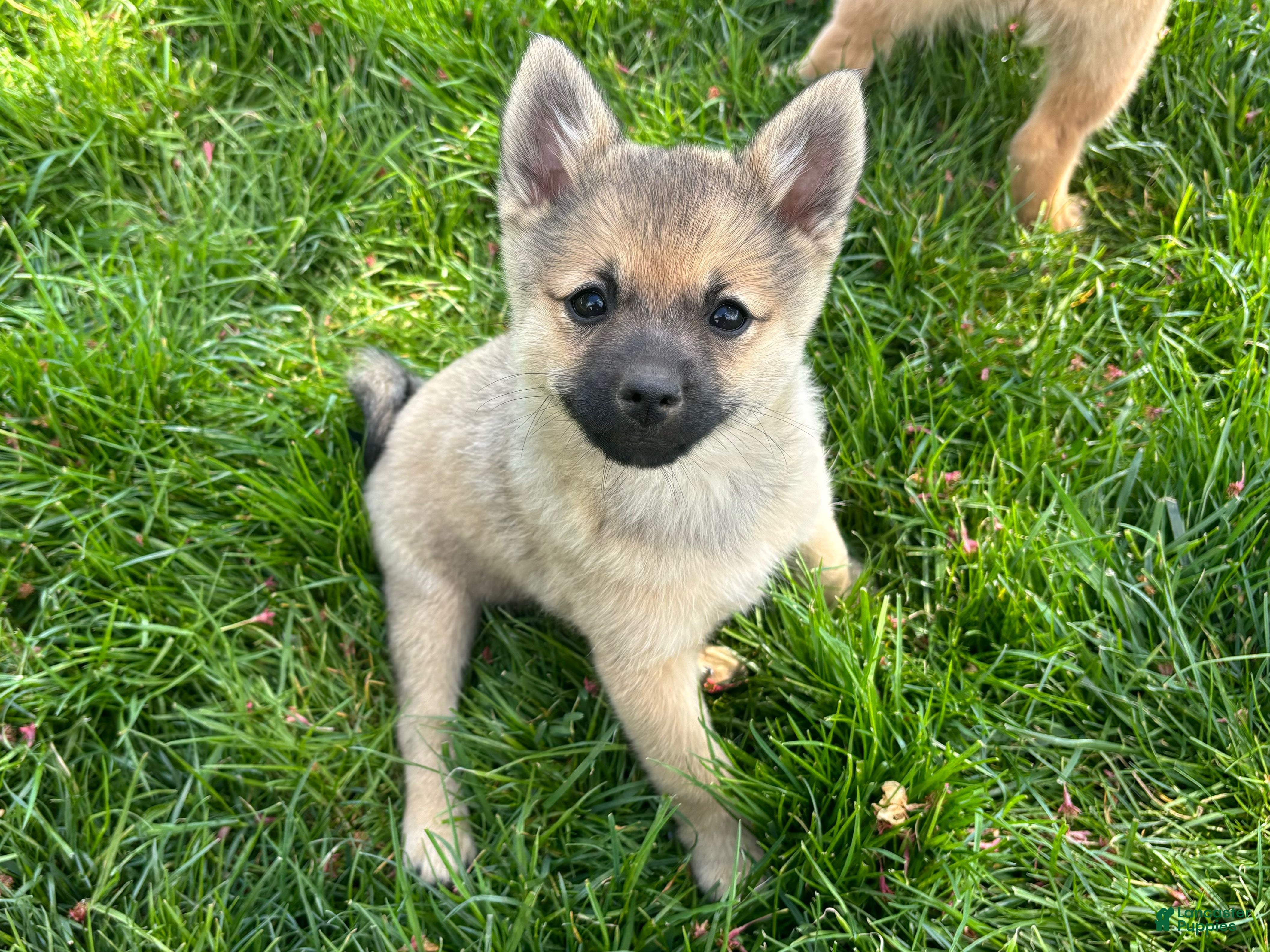 Mixed Breed dogs Princess Peach - Ad 2