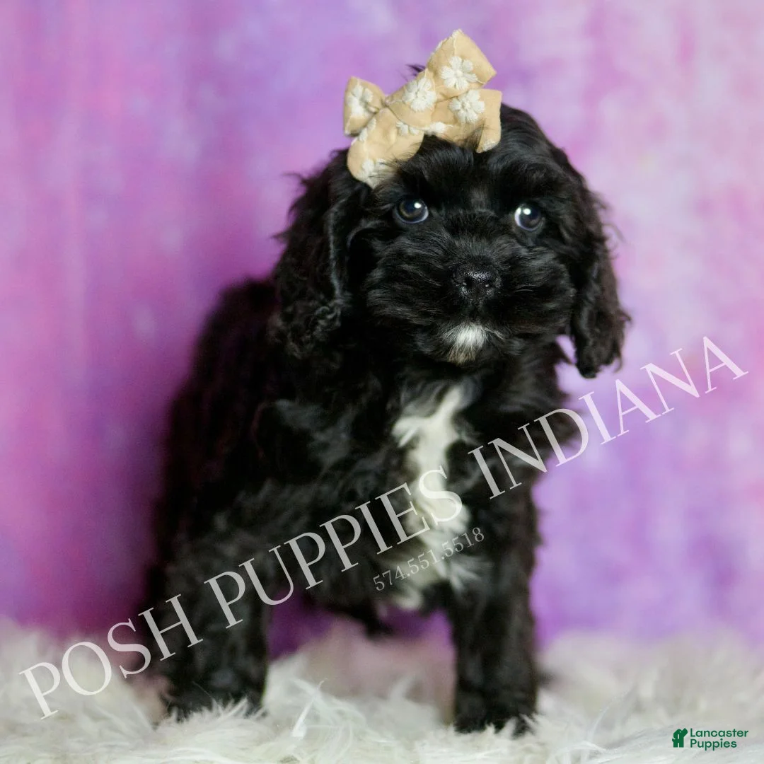 Cavapoo dogs for sale: Mitzy Adorable F1 Champion Lines Cavapoo - Ad 2