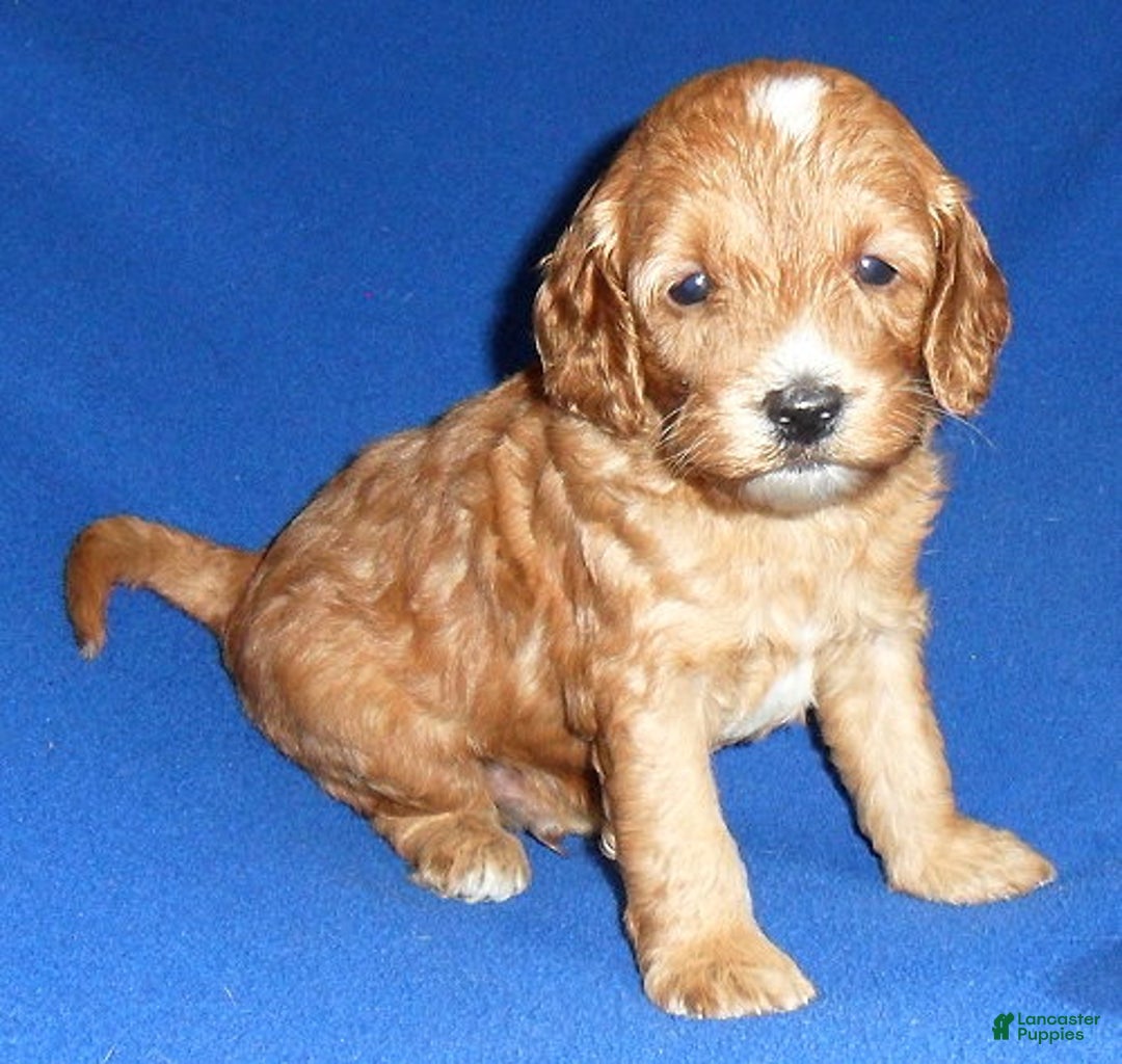 Cockapoo dogs for sale: Louie - Ad 4