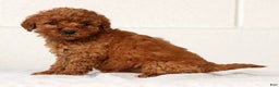 Mini Goldendoodle dogs for sale: Lou - Ad 2