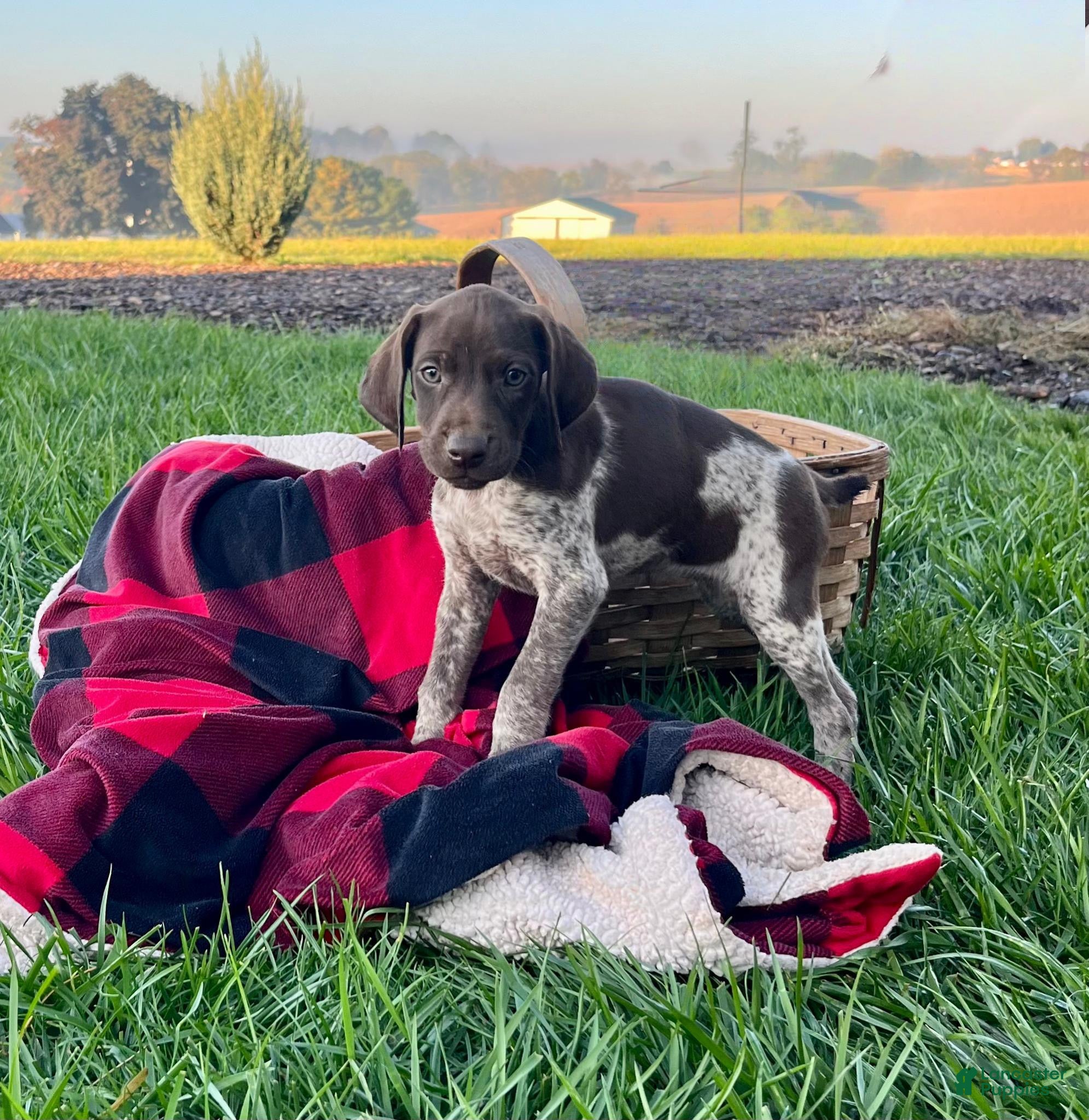 German Shorthaired Pointer dogs Ginger❤️Akc Registered🐾Text or call today - Ad 1