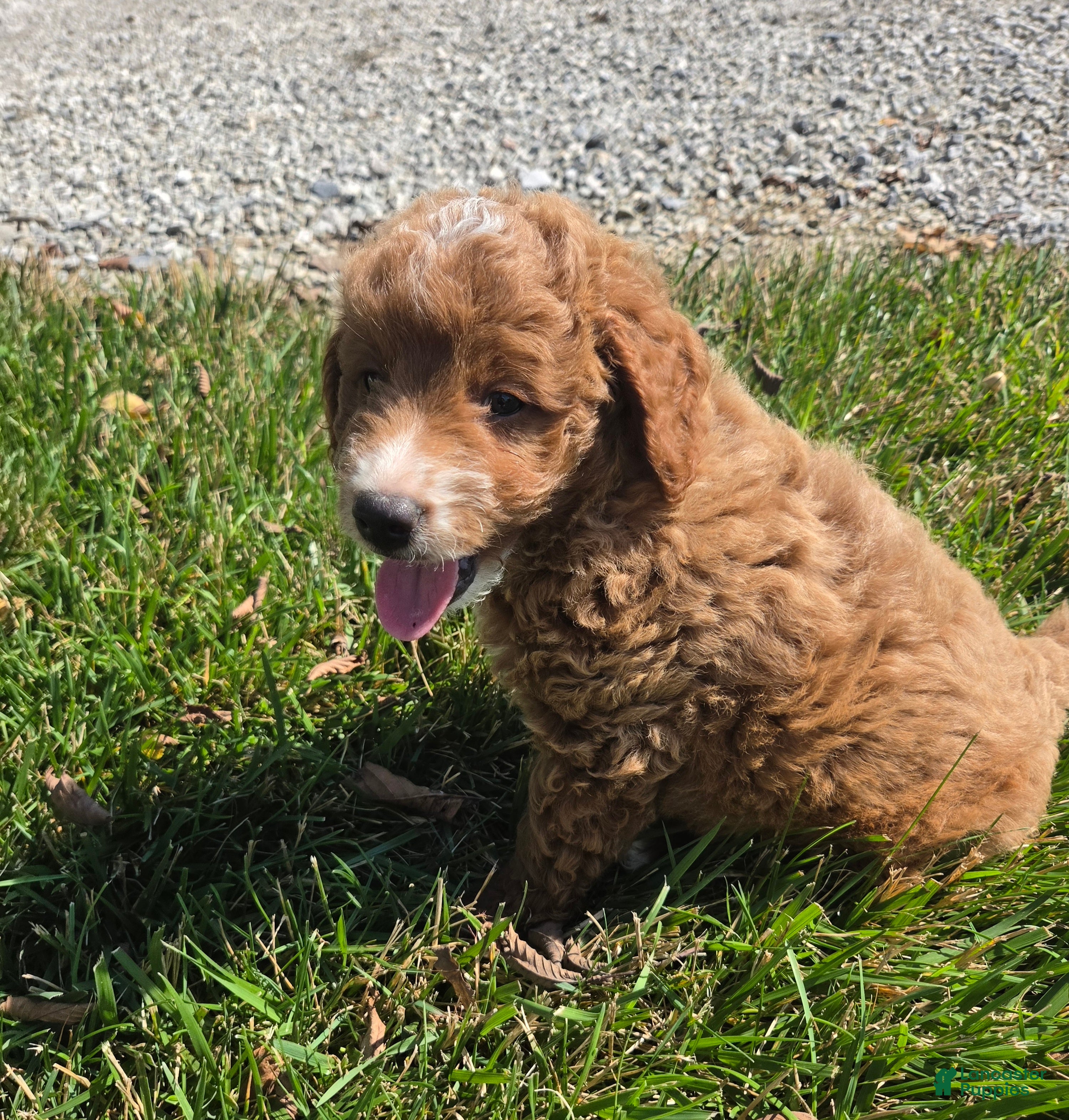 Mini Goldendoodle dogs Kenton - Ad 1