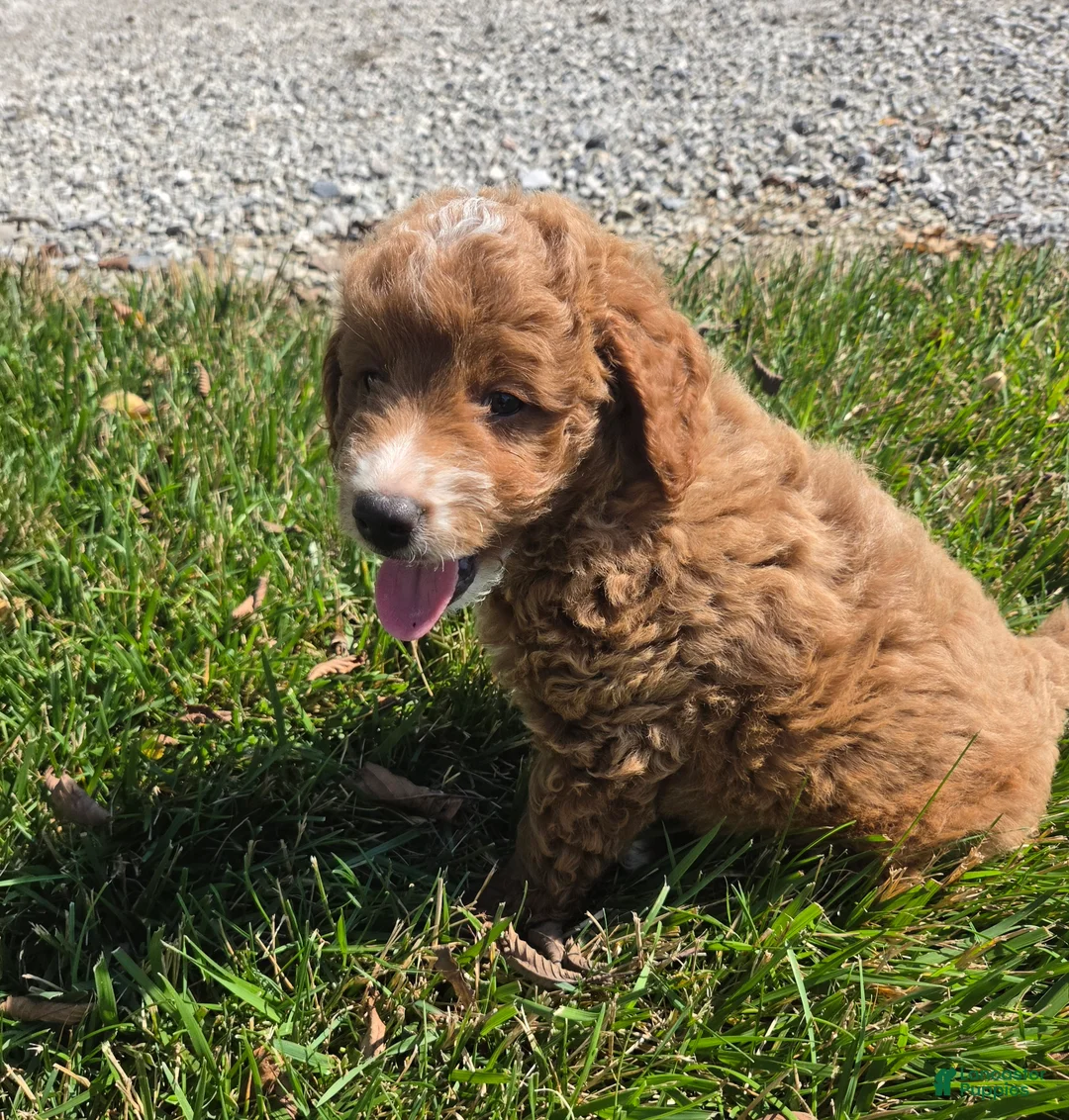 Mini Goldendoodle dogs for sale: Kenton - Ad 1