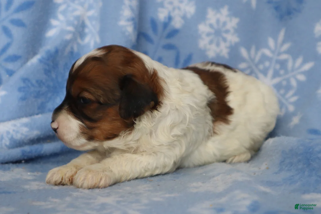 Mini Goldendoodle dogs for sale: Lyndon - Ad 3