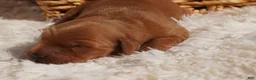 Golden Retriever dogs for sale: Daisy -AKC, Genetically Clear - Ad 54