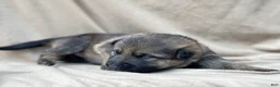 German Shepherd dogs for sale: Willow - Ad 12