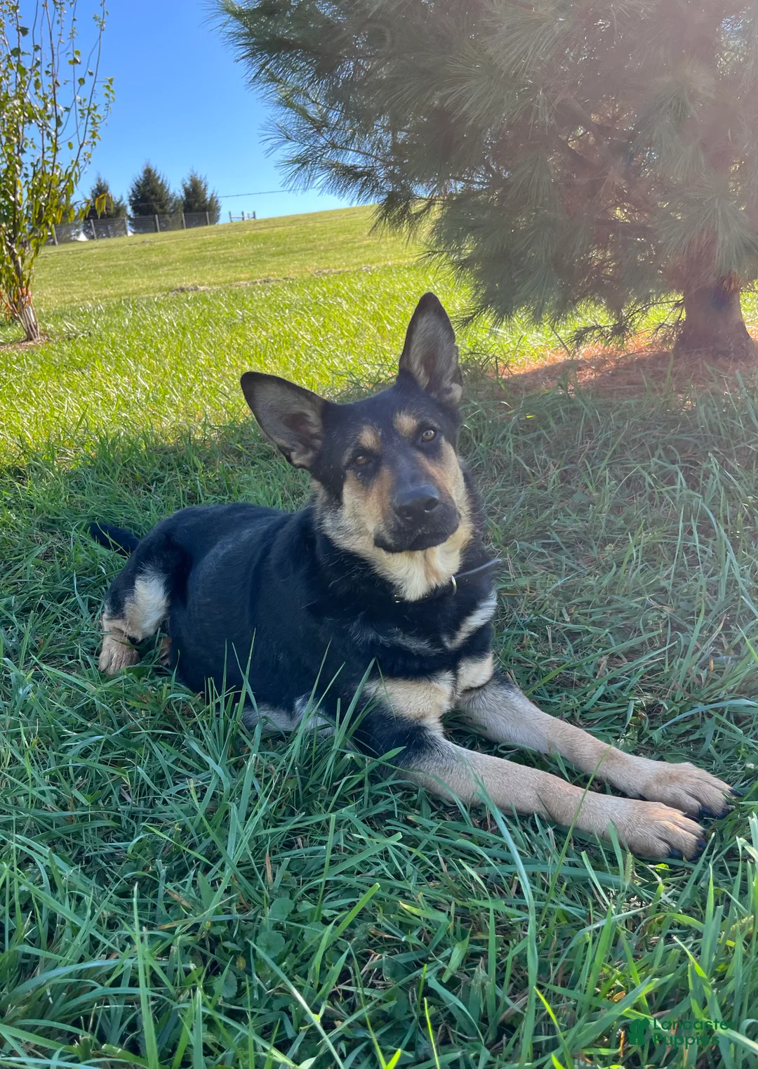 German Shepherd dogs for sale: Vienna - Ad 5