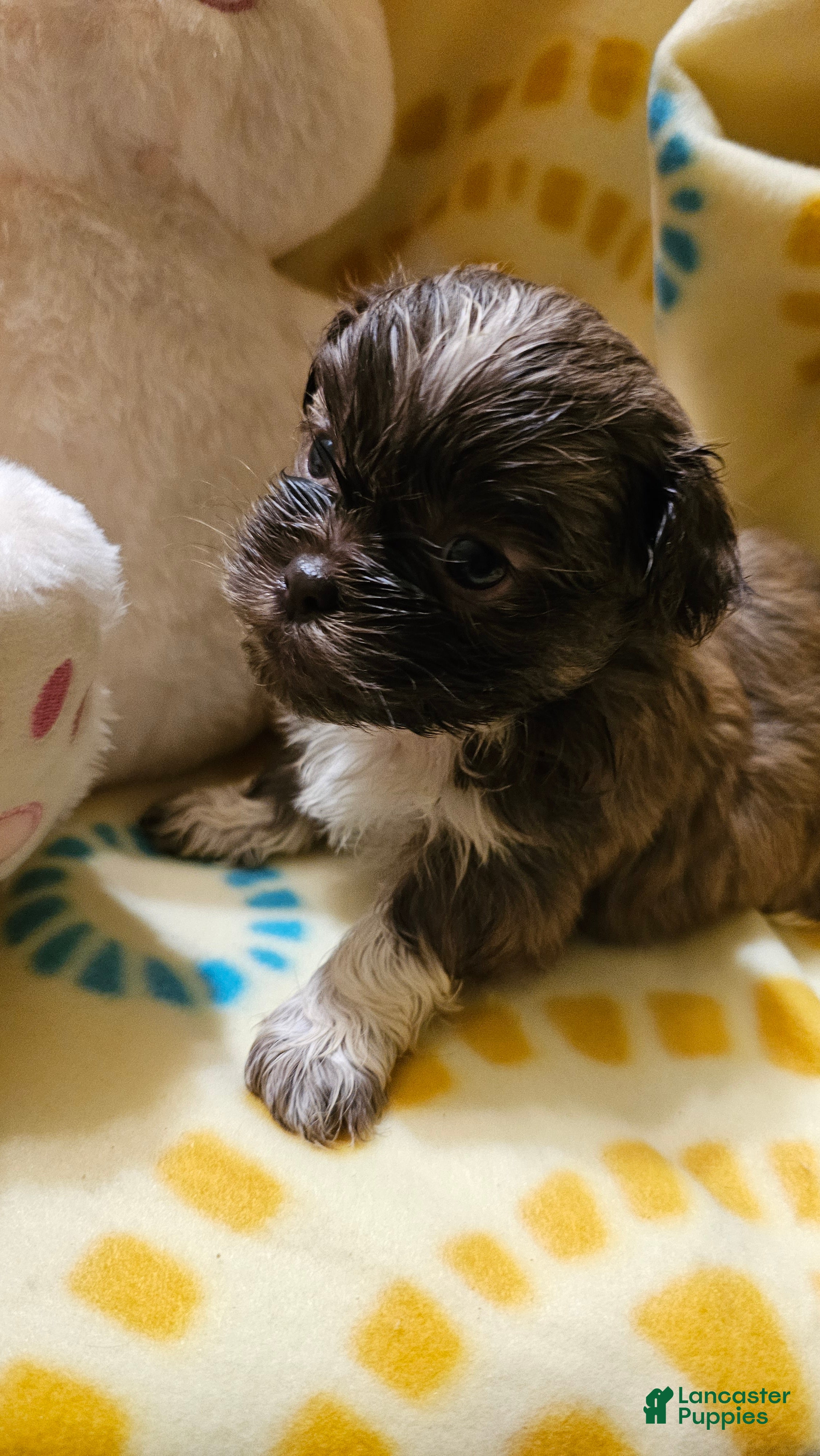 Shih Tzu dogs Tia - Ad 2