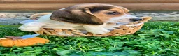 Beagle dogs for sale: Bella - Ad 3