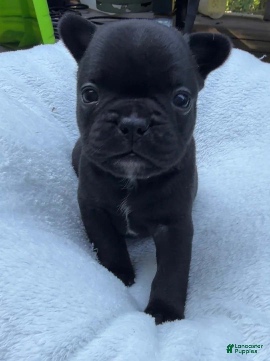 French Bulldog dogs for sale: French Bulldog 5 - Ad 1