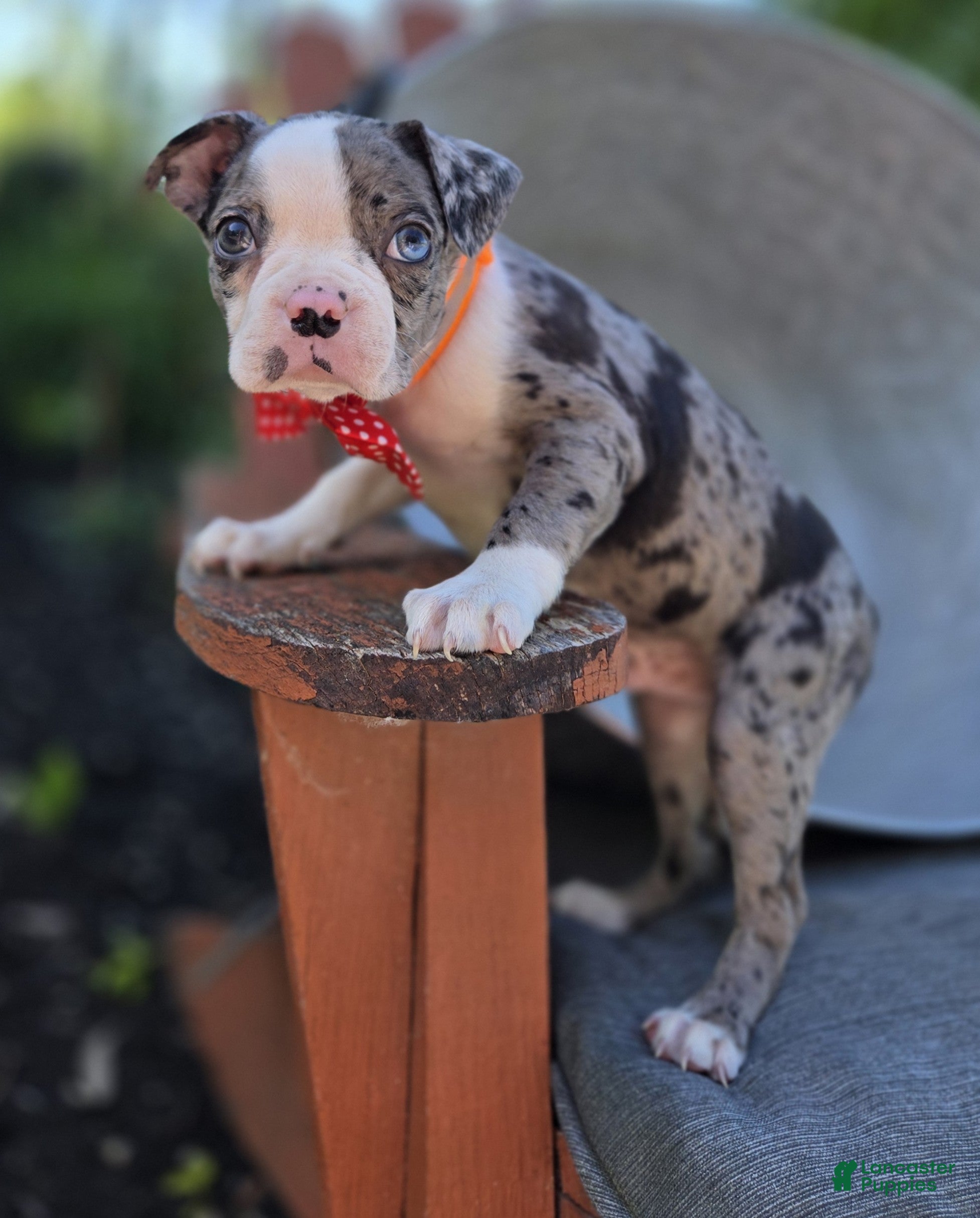 Boston Terrier dogs Duke - Ad 2