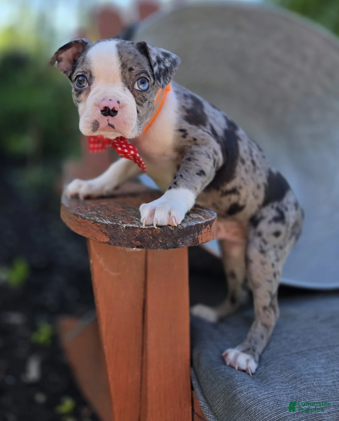 Boston Terrier dogs for sale: Duke - Ad 2