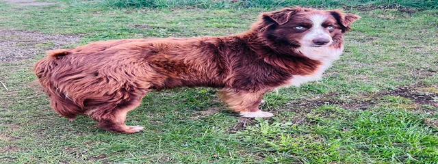 Nova