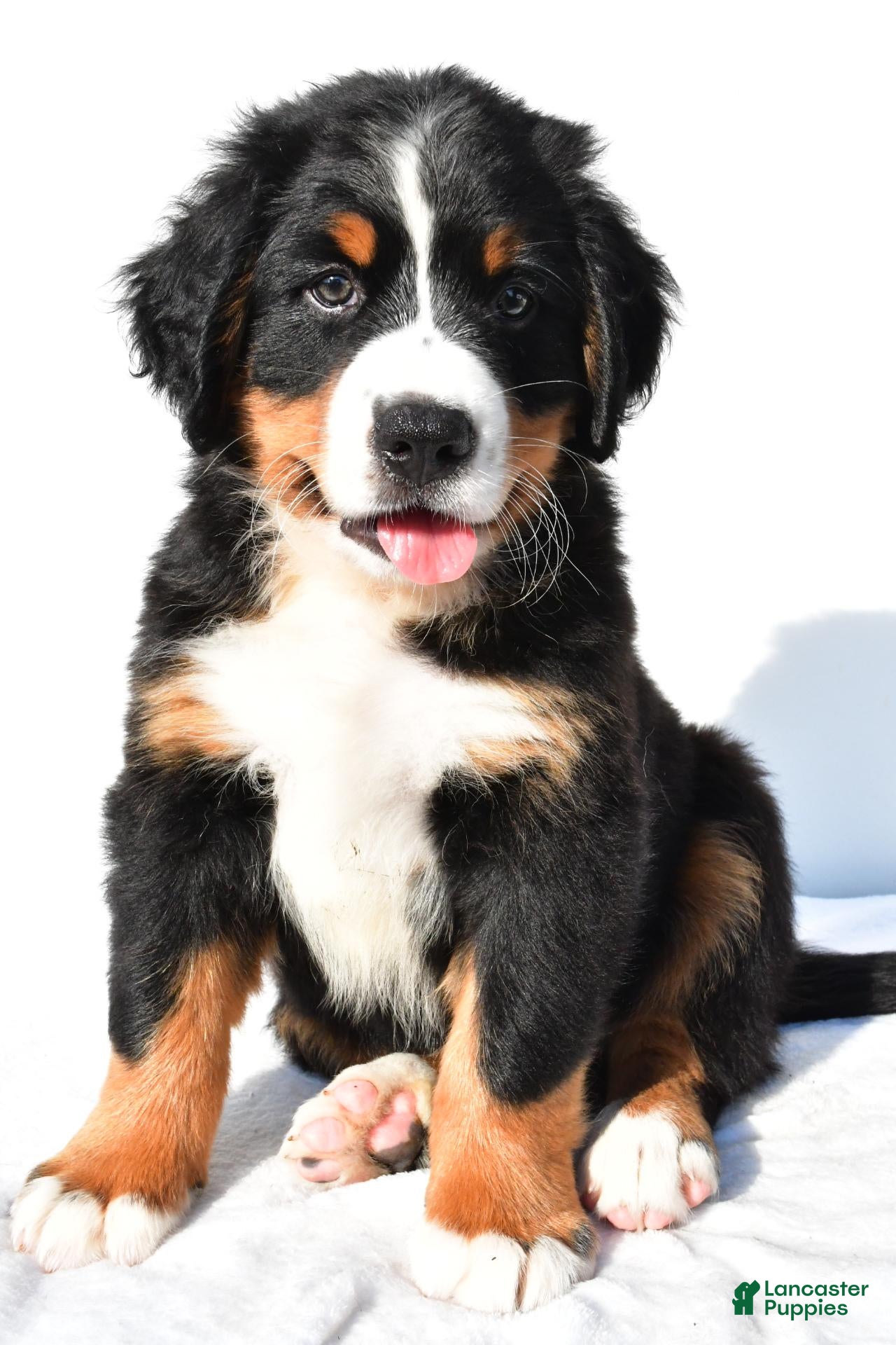Bernese Mountain Dog dogs Parker - Ad 2