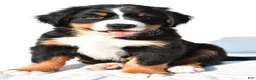 Bernese Mountain Dog dogs for sale: Parker - Ad 2