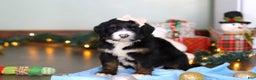 Bernedoodle dogs for sale: Star - Ad 9