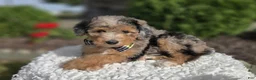 Mini Sheepadoodle dogs for sale: Jasper - Ad 3