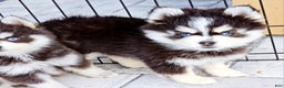 Pomsky dogs for sale: Sophia - Ad 6
