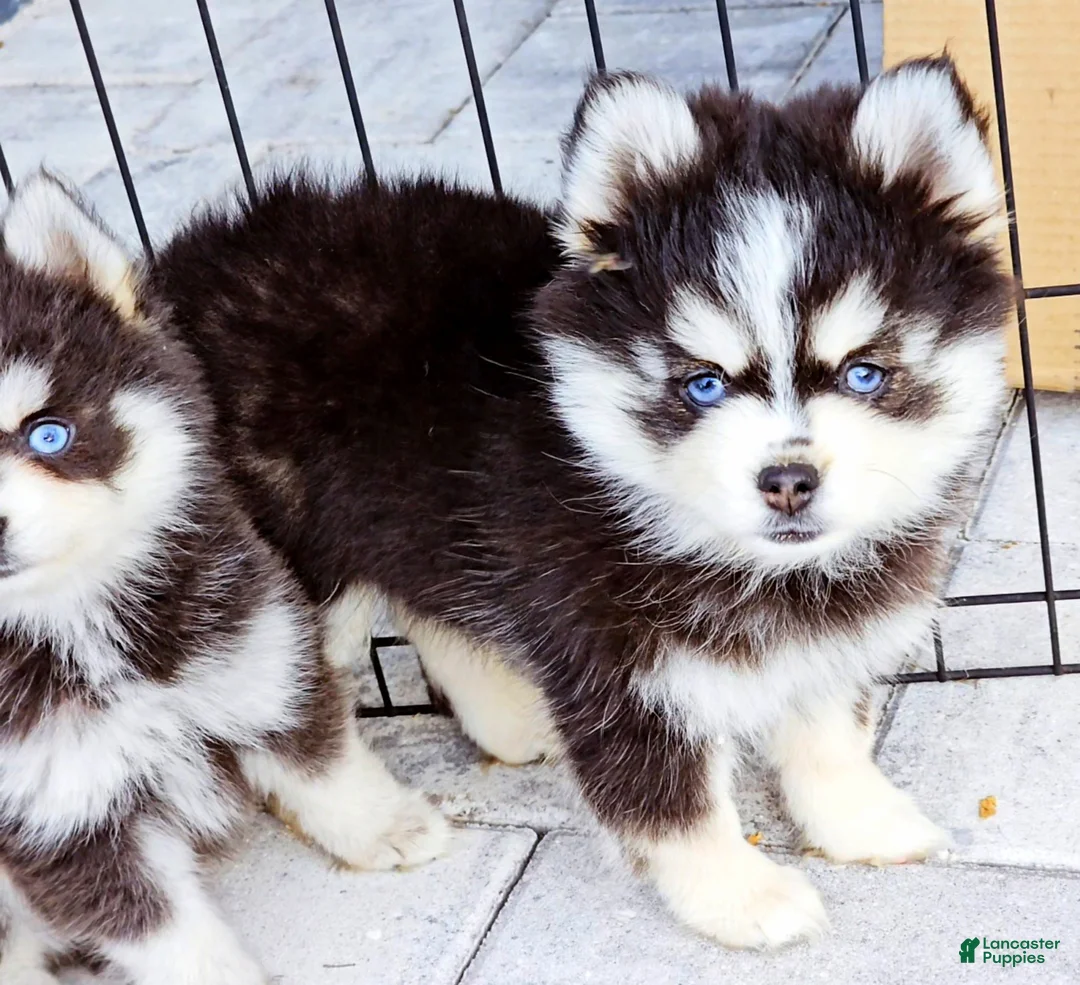Pomsky dogs for sale: Sophia - Ad 6