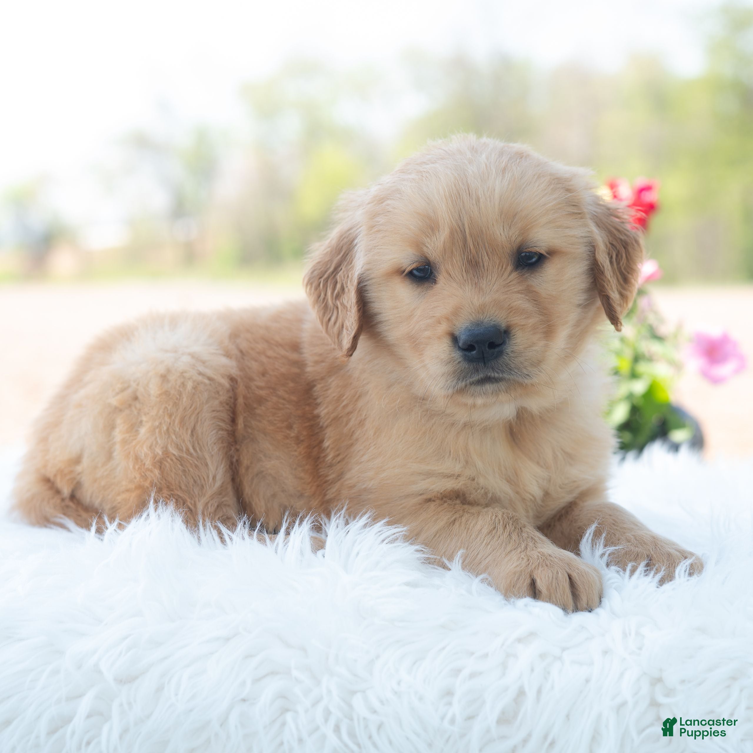 Golden Retriever dogs Myles  - Ad 2